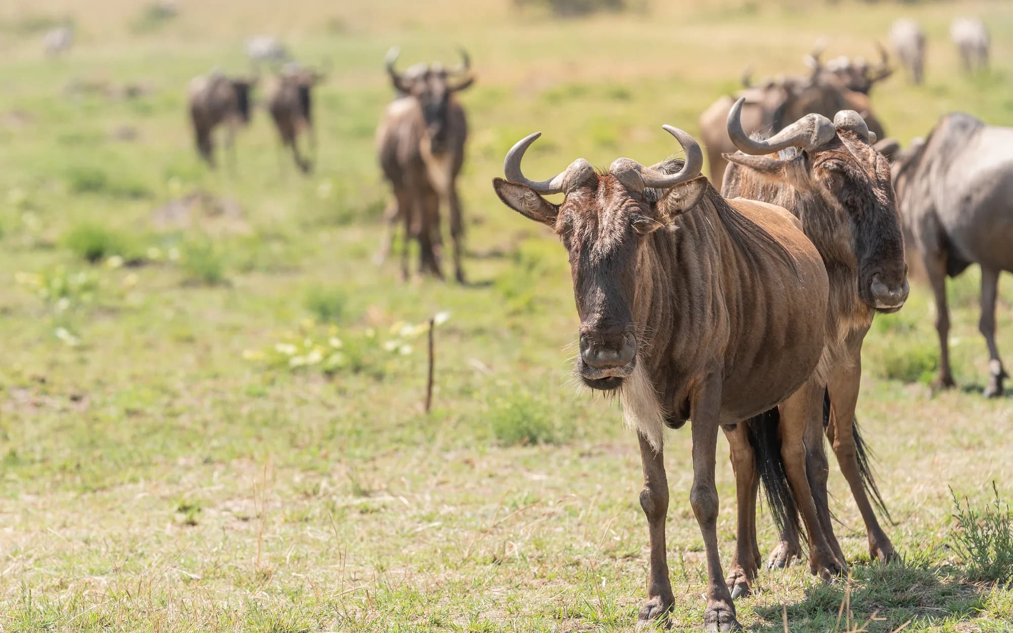 A herd of wildebeest on the open grasslands during the Great Migration