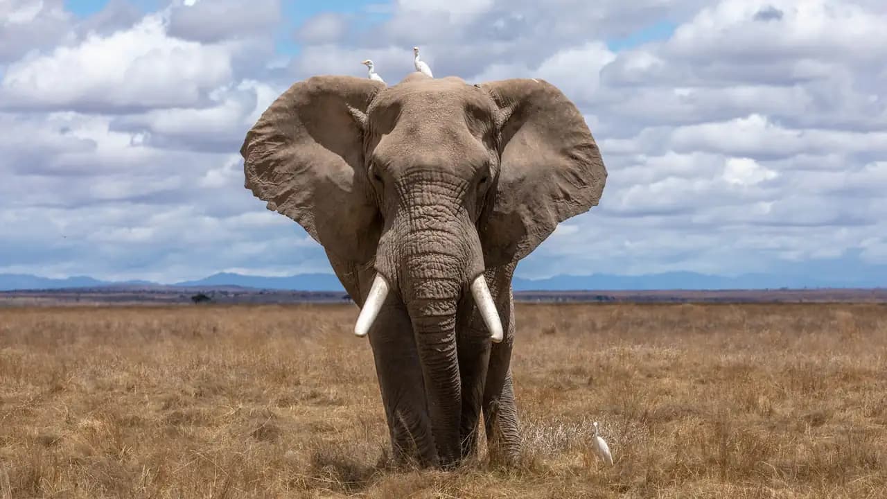 A bull elephant with long tusks walking across open grassland